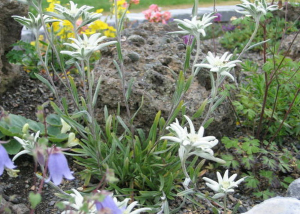 Leontopodium alpinum / Havasi gyopár