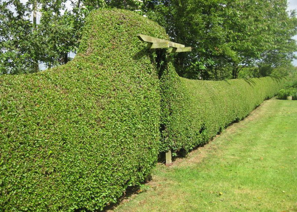 Ligustrum ovalifolium / Télzöld fagyal