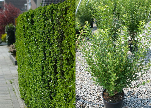 Ligustrum ovalifolium / Télzöld fagyal