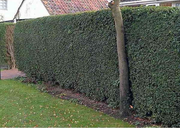 Ligustrum ovalifolium / Télzöld fagyal
