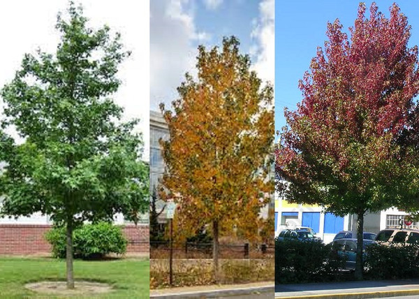 Liquidambar styraciflua Rotundiloba / Kereklevelű ámbrafa