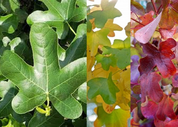Liquidambar styraciflua Rotundiloba / Kereklevelű ámbrafa