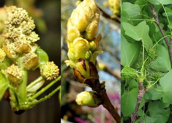 Liquidambar styraciflua Rotundiloba / Kereklevelű ámbrafa