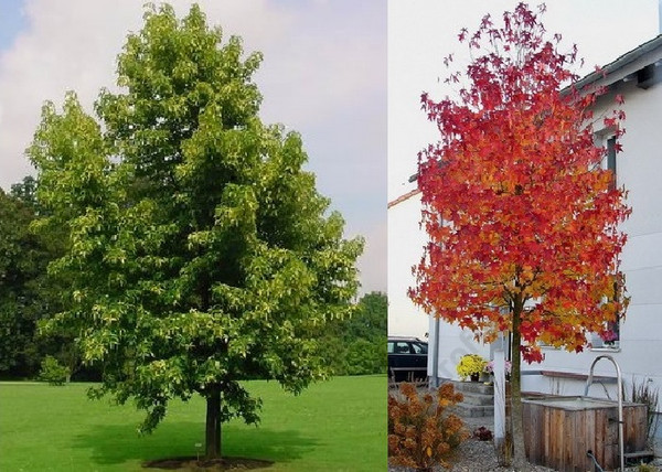 Liquidambar styraciflua / Amerikai ámbrafa