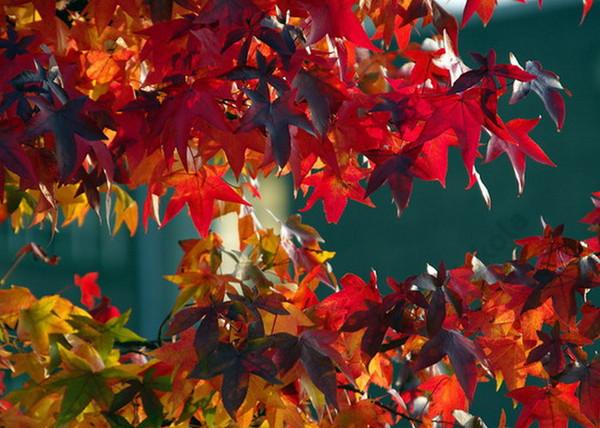 Liquidambar styraciflua / Amerikai ámbrafa