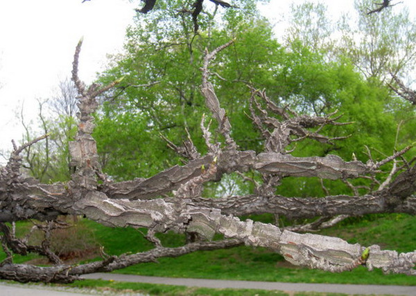 Liquidambar styraciflua / Amerikai ámbrafa