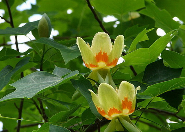 Liriodendron tulipifera / Amerikai tulipánfa