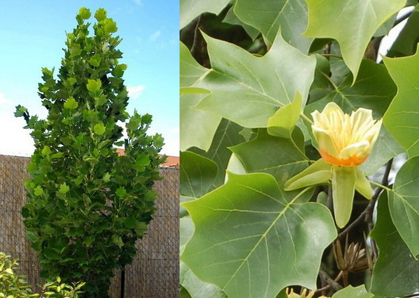 Liriodendron tulipifera / Amerikai tulipánfa