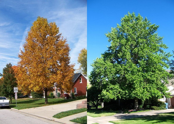 Liriodendron tulipifera / Amerikai tulipánfa