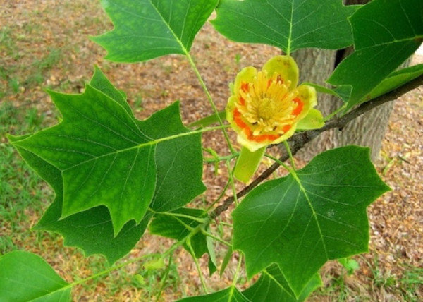 Liriodendron tulipifera Fastigiata / Oszlopos amerikai tulipánfa Liriodendron tulipifera Fastigiata / Oszlopos amerikai tulipánfa