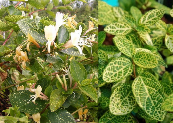 Lonicera japonica Aureoreticulata / Sárgacirmos japán lonc Lonicera japonica Aureoreticulata / Sárgacirmos japán lonc
