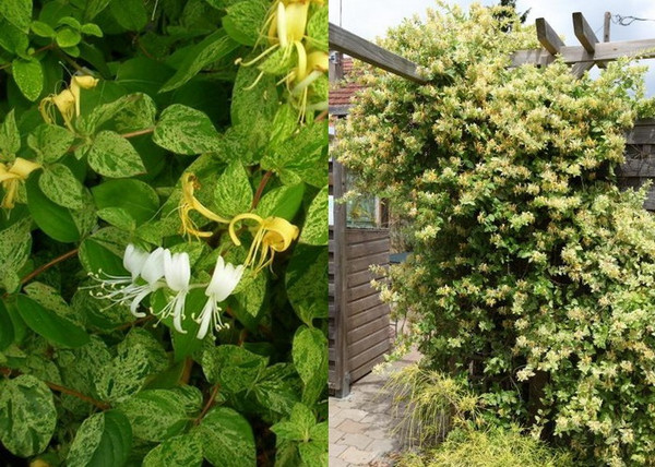 Lonicera japonica mint crisp / Tarka levelű japán futólonc Lonicera japonica mint crisp / Tarka levelű japán futólonc