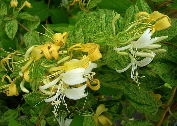 Lonicera japonica mint crisp / Tarka levelű japán futólonc Lonicera japonica mint crisp / Tarka levelű japán futólonc