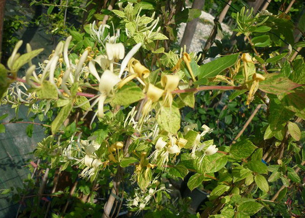 Lonicera japonica mint crisp / Tarka levelű japán futólonc Lonicera japonica mint crisp / Tarka levelű japán futólonc