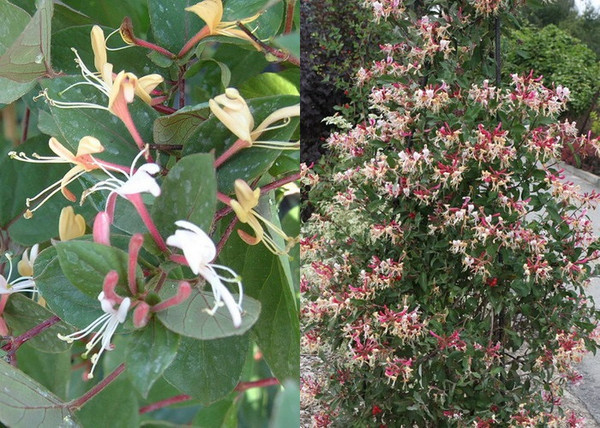 Lonicera japonica purpurea / Bordó lombú japán futólonc Lonicera japonica purpurea / Bordó lombú japán futólonc