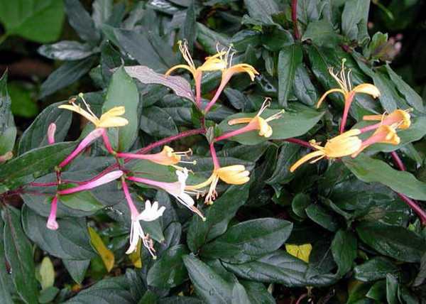 Lonicera japonica purpurea / Bordó lombú japán futólonc Lonicera japonica purpurea / Bordó lombú japán futólonc