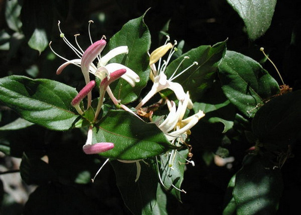 Lonicera japonica purpurea / Bordó lombú japán futólonc Lonicera japonica purpurea / Bordó lombú japán futólonc