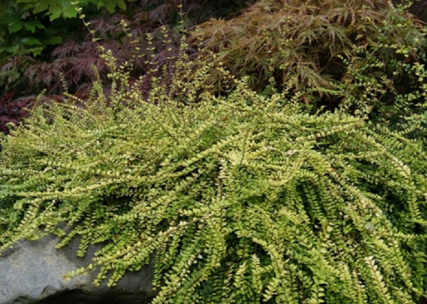 Lonicera nitida Elegant / Örökzöld mirtuszlonc