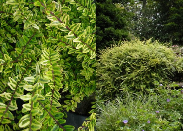 Lonicera nitida Lemon Beauty / Sárga tarka levelű mirtuszlonc