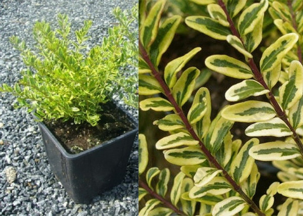 Lonicera nitida Lemon Beauty / Sárga tarka levelű mirtuszlonc