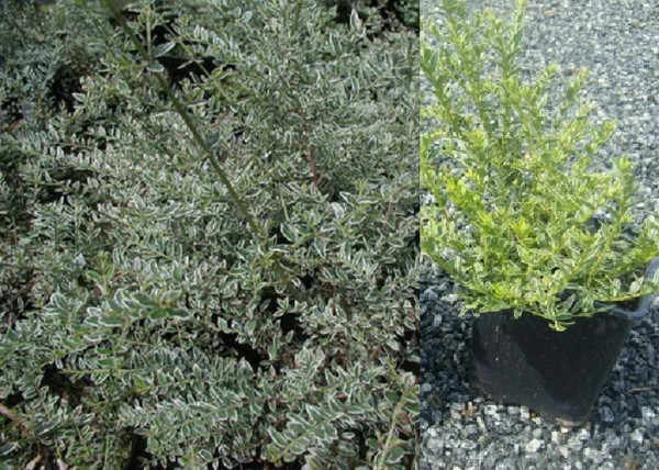 Lonicera nitida Silver Beauty / Fehér tarka levelű mirtuszlonc