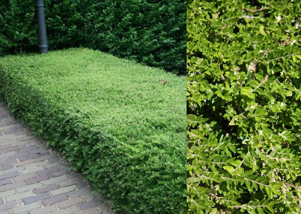 Lonicera pileata Moss Green / Törpelonc Lonicera pileata Moss Green / Törpelonc