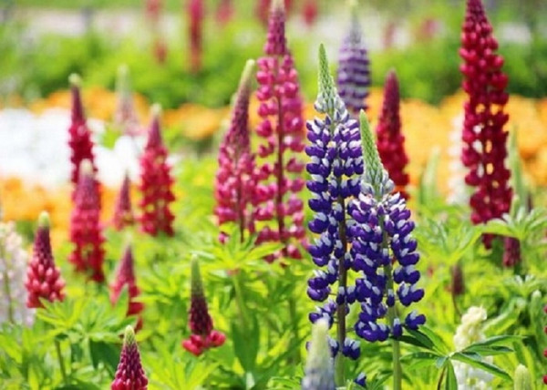 Lupinus The Pages / Csillagfürt Kárminpiros