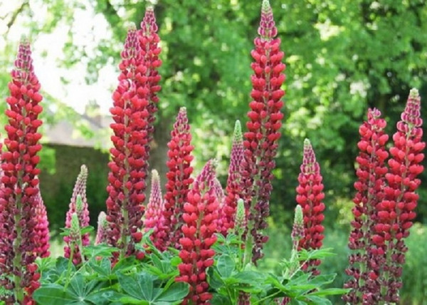 Lupinus The Pages / Csillagfürt Kárminpiros