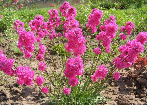 Lychnis viscaria / Balkáni enyvesszegfű