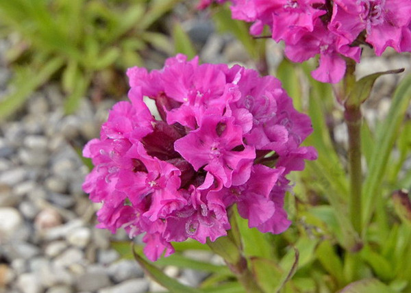 Lychnis viscaria / Balkáni enyvesszegfű