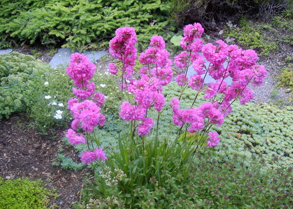 Lychnis viscaria / Balkáni enyvesszegfű