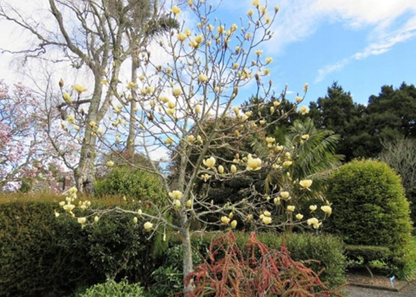 Magnolia Honey Tulip / Méz-sárga virágú liliomfa