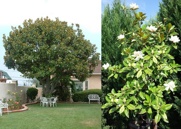 Magnolia grandiflora Ferruginea / Örökzöld Liliomfa
