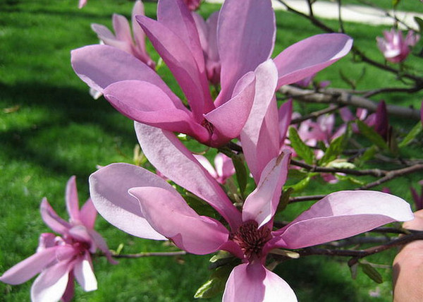 Magnolia hybrid Betty / Bíborrózsaszín liliomfa Magnolia hybrid Betty / Bíborrózsaszín liliomfa