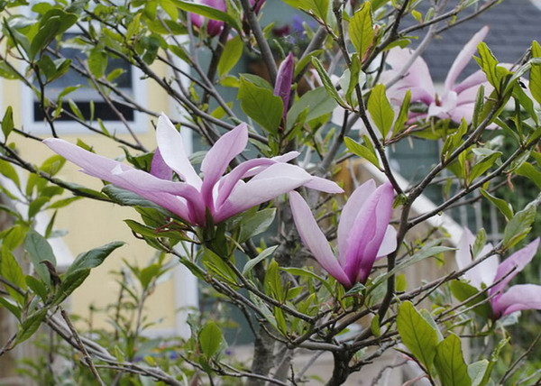 Magnolia hybrid Betty / Bíborrózsaszín liliomfa Magnolia hybrid Betty / Bíborrózsaszín liliomfa