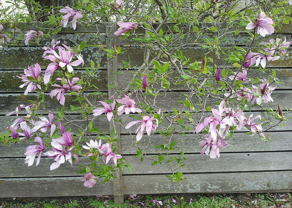 Magnolia hybrid Betty / Bíborrózsaszín liliomfa Magnolia hybrid Betty / Bíborrózsaszín liliomfa
