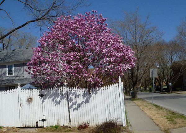 Magnolia hybrid Betty / Bíborrózsaszín liliomfa Magnolia hybrid Betty / Bíborrózsaszín liliomfa