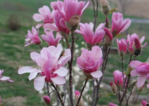 Magnolia loebneri Leonard Messel / Leonard Messel liliomfa