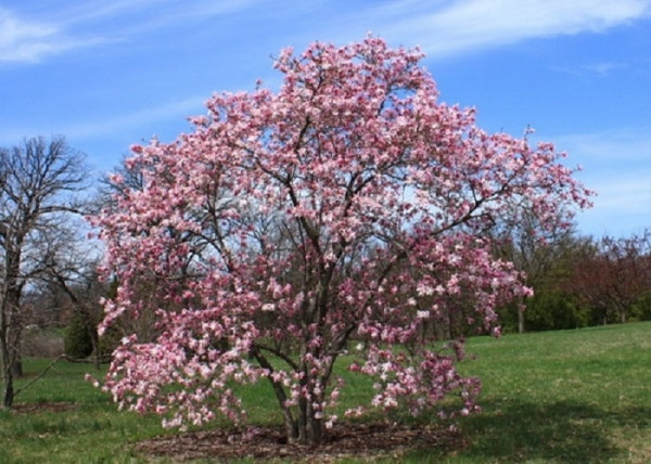 Magnolia loebneri Leonard Messel / Leonard Messel liliomfa