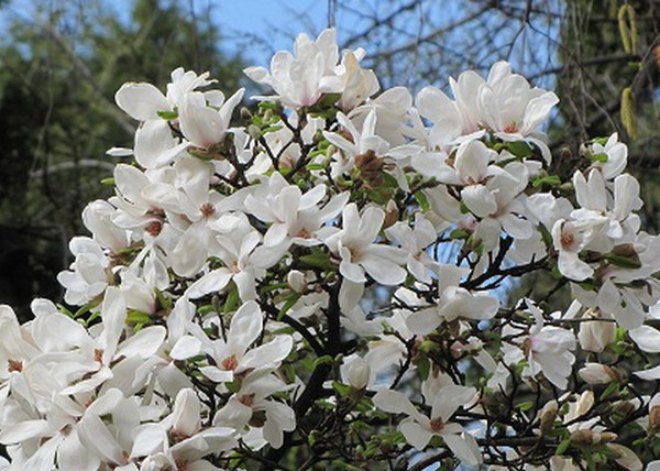 Magnolia loebneri kobus / Fehér liliomfa Magnolia loebneri kobus / Fehér liliomfa