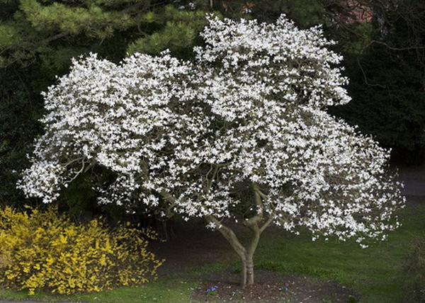 Magnolia loebneri kobus / Fehér liliomfa Magnolia loebneri kobus / Fehér liliomfa