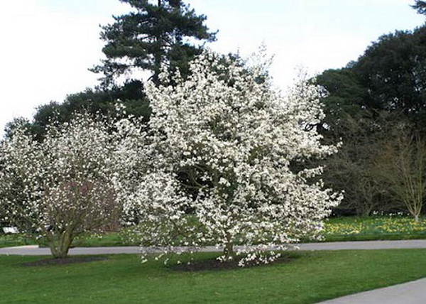 Magnolia loebneri kobus / Fehér liliomfa Magnolia loebneri kobus / Fehér liliomfa