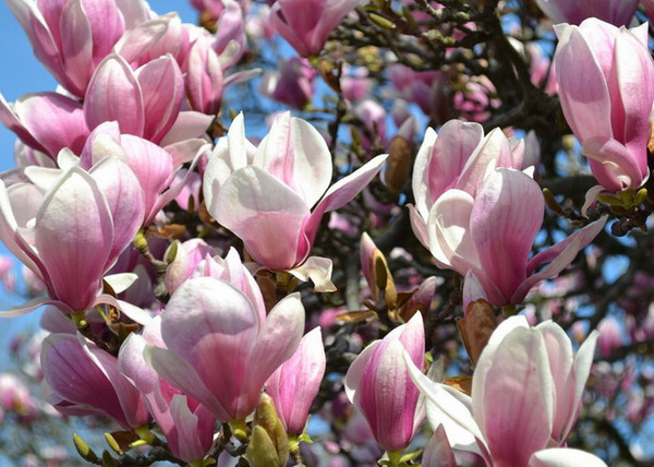 Magnolia soulangiana / Nagyvirágú Liliomfa Magnolia soulangiana / Nagyvirágú Liliomfa