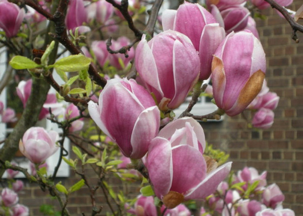 Magnolia soulangiana / Nagyvirágú Liliomfa Magnolia soulangiana / Nagyvirágú Liliomfa