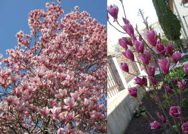 Magnolia soulangiana / Nagyvirágú Liliomfa Magnolia soulangiana / Nagyvirágú Liliomfa