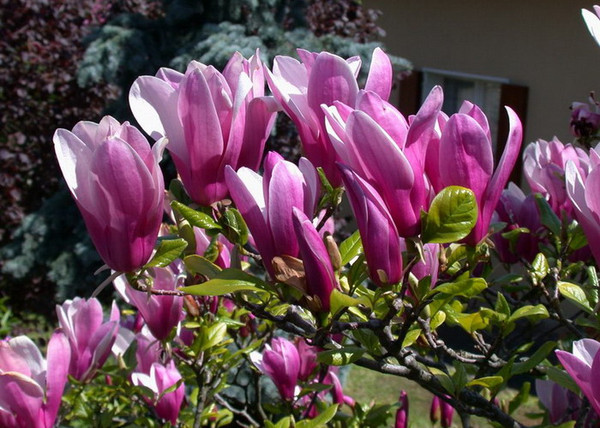 Magnolia susan / Nagyvirágú Liliomfa Magnolia susan / Nagyvirágú Liliomfa