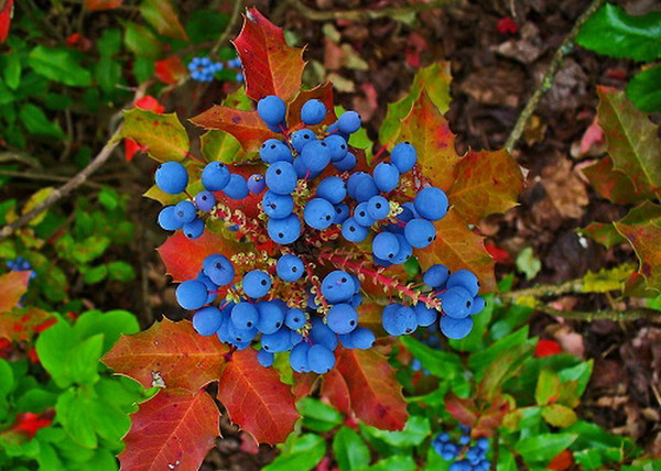 Mahonia aquifolium / Közönséges Mahónia