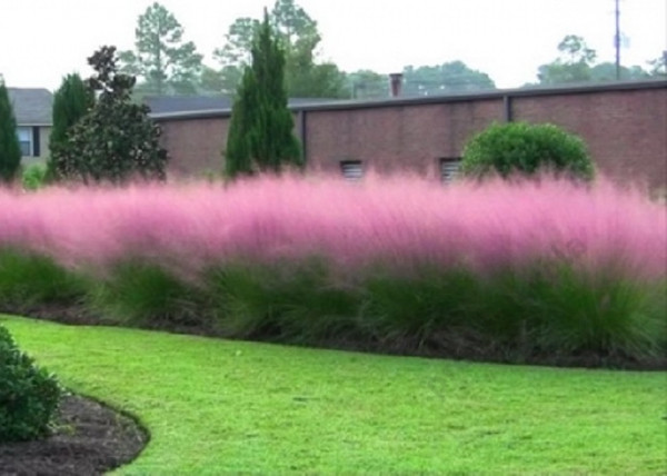Muhlenbergia capillaris Pink Cloud / Muhlenberg fű