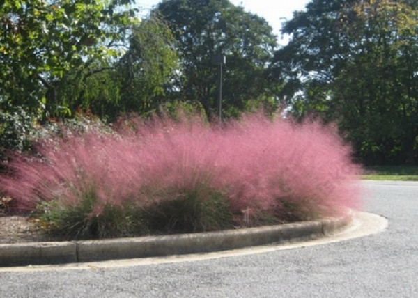 Muhlenbergia capillaris Pink Cloud / Muhlenberg fű
