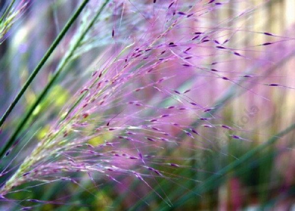 Muhlenbergia capillaris Pink Cloud / Muhlenberg fű